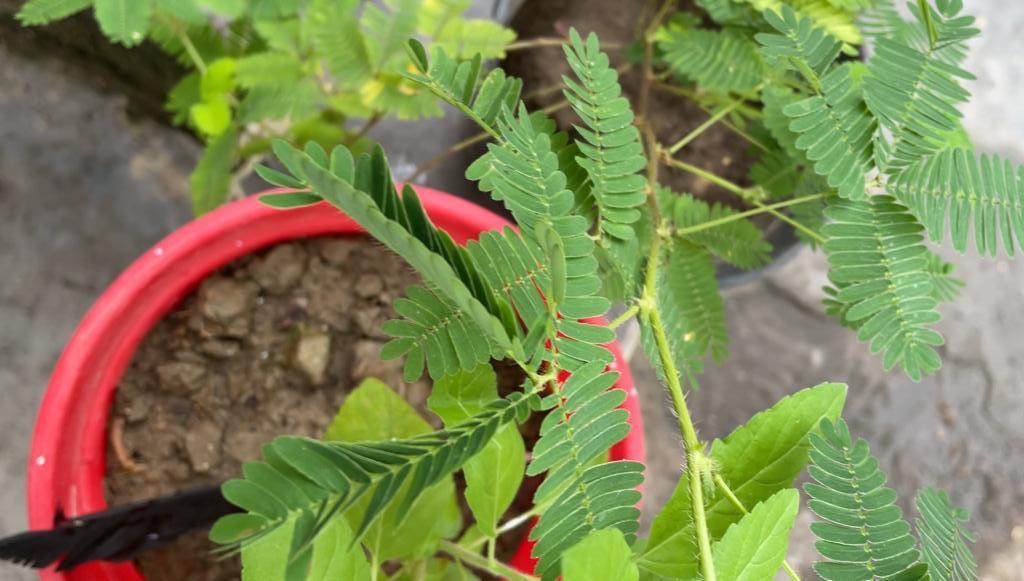 Touch-me-not plant